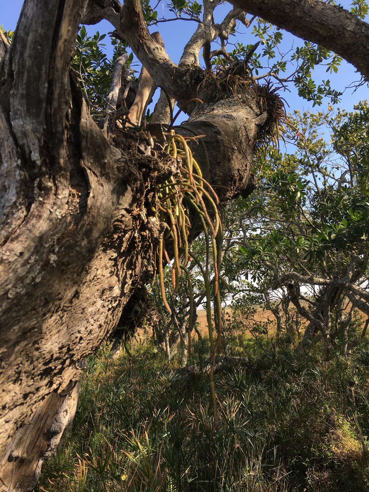 Image of Rhipsalis baccifera subsp. mauritiana (DC.) Barthlott