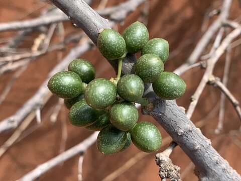 Image of Tinospora fragosa subsp. fragosa