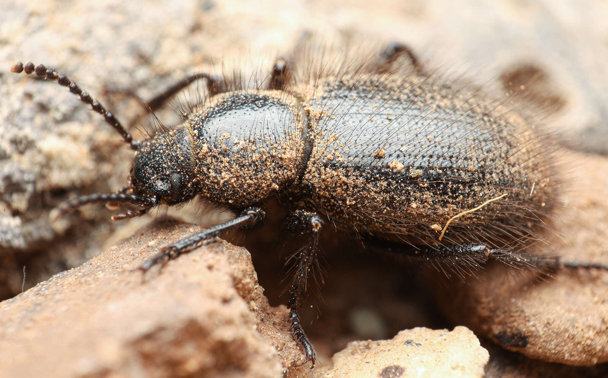 Image of Eleodes (Pseudeleodes) tribulus Thomas 2005