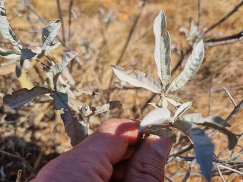 Image de Vitex zeyheri Sond. ex Schauer