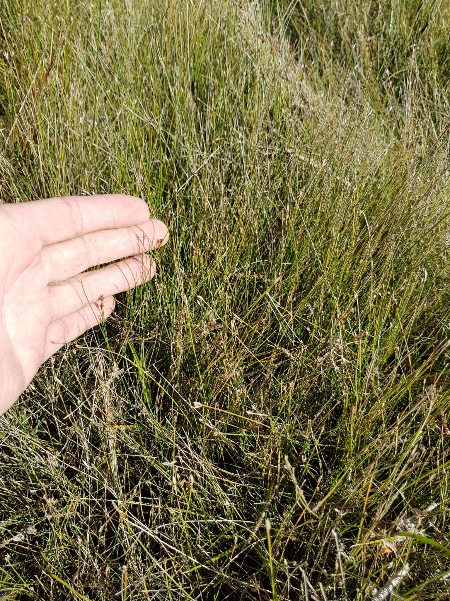 Imagem de Eleocharis quinqueflora (Hartmann) O. Schwarz