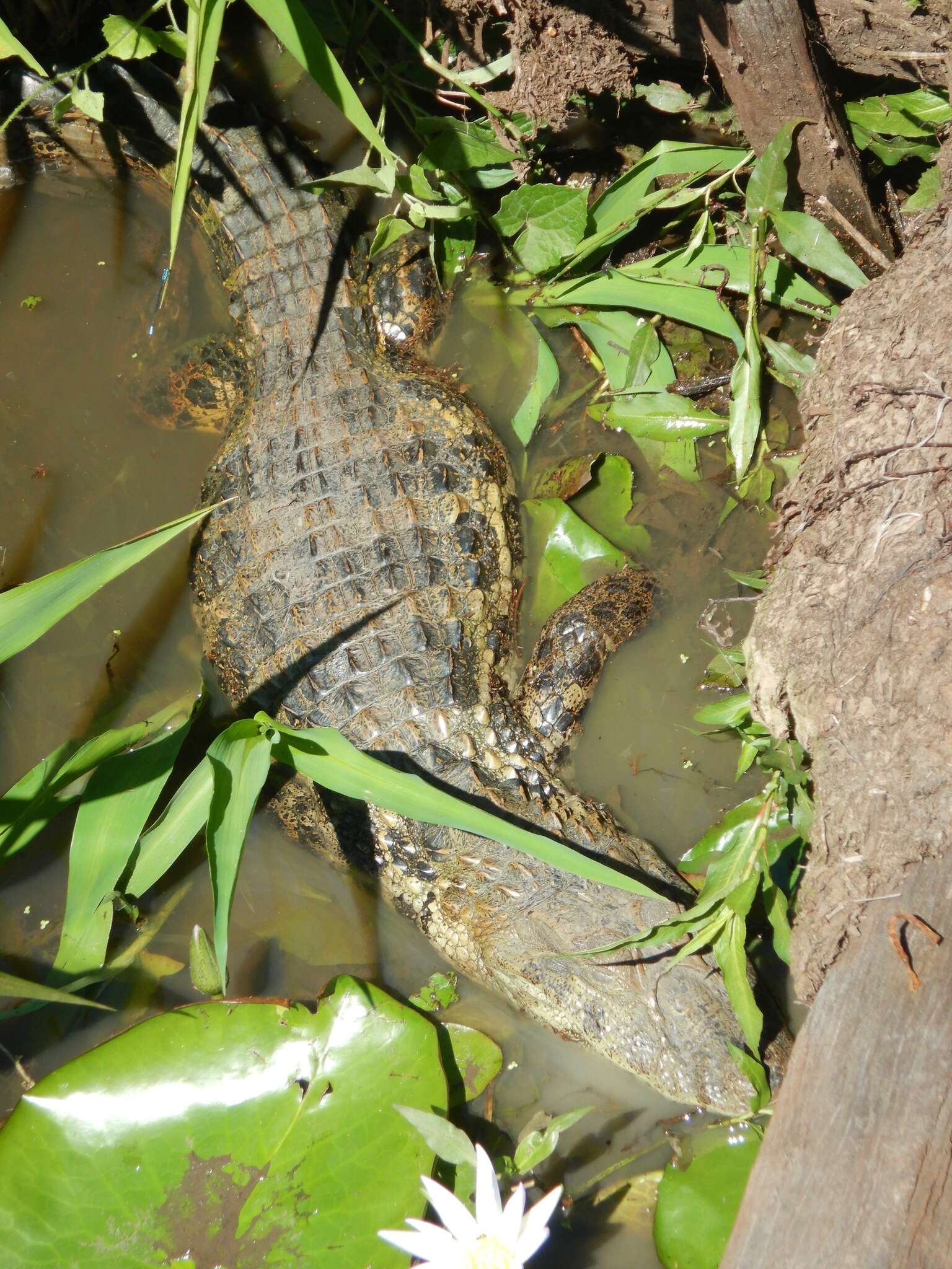 Image of Broad-snouted Caiman