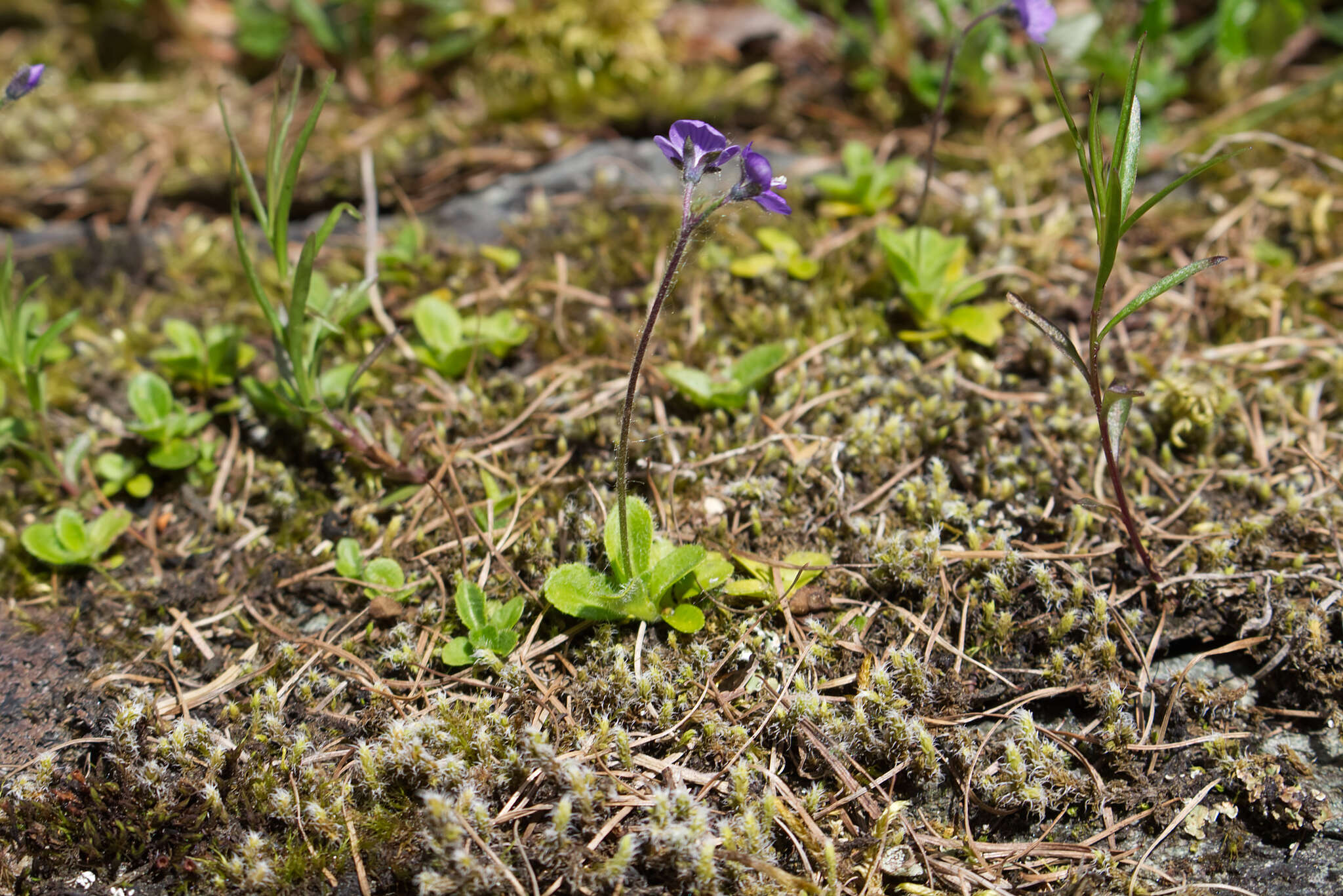 Image of leafless-stemmed speedwell