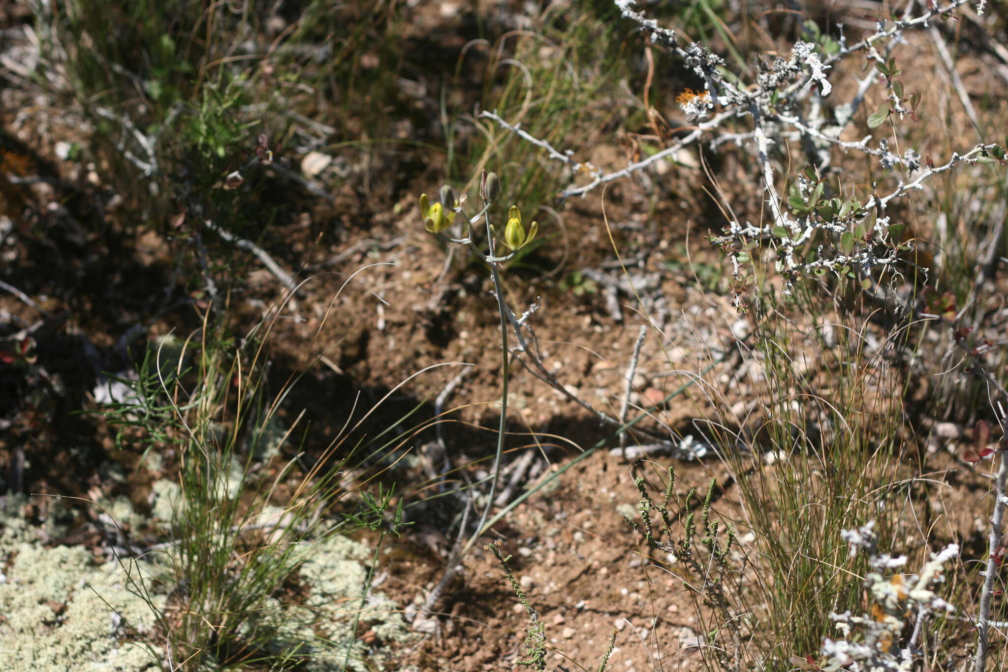 Image of Albuca annulata Mart.-Azorín & M. B. Crespo