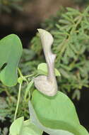 Image de Aristolochia argentina Griseb.