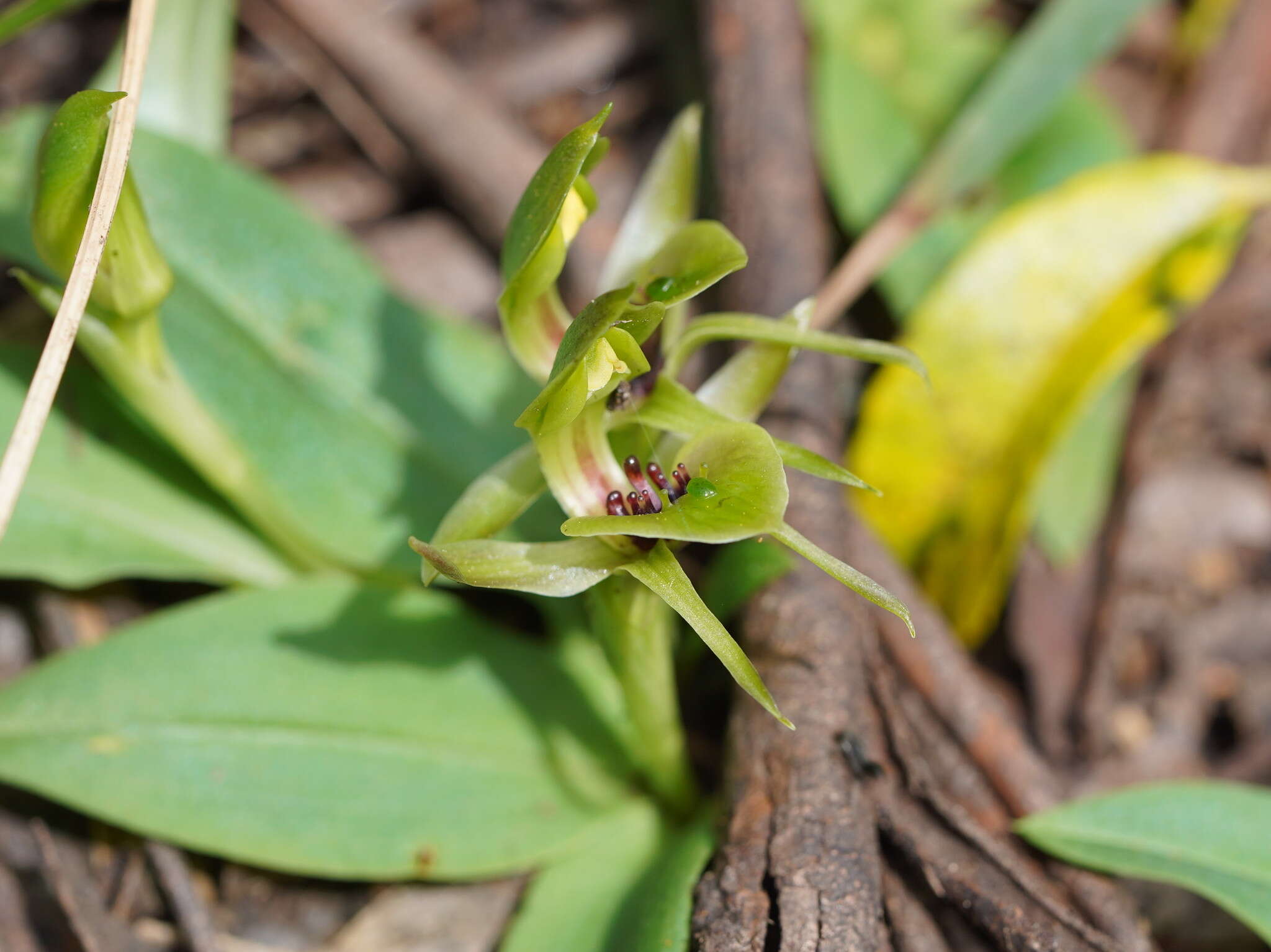 Image of Mountain bird orchid