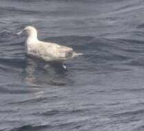 Image of Glaucous Gull