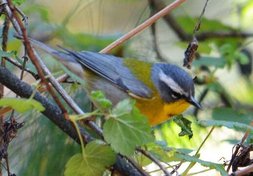 Image of Crescent-chested Warbler