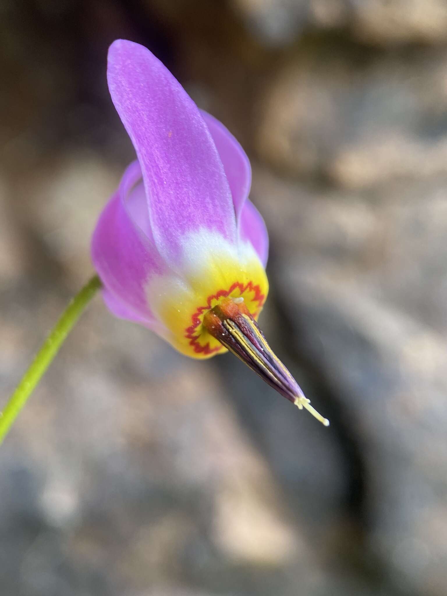 Plancia ëd Dodecatheon utahense (N. H. Holmgren) Reveal