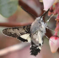 Image of Phaeton Primrose Sphinx