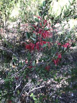 Image of Grevillea speciosa (Knight) Mc Gill.