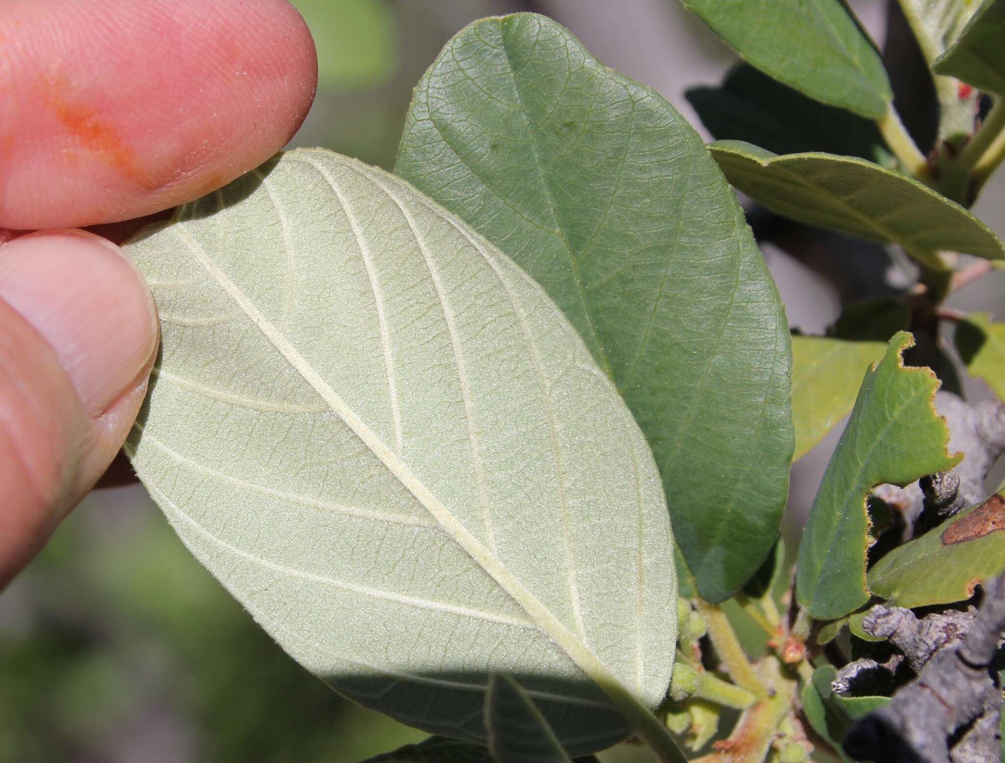 Image de Frangula californica subsp. tomentella (Benth.) J. T. Kartesz & K. N. Gandhi