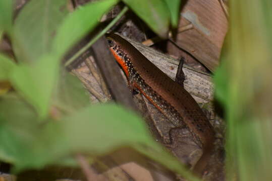 Imagem de Eutropis macularia (Blyth 1853)