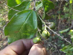 Image of Bunchosia palmeri S. Wats.