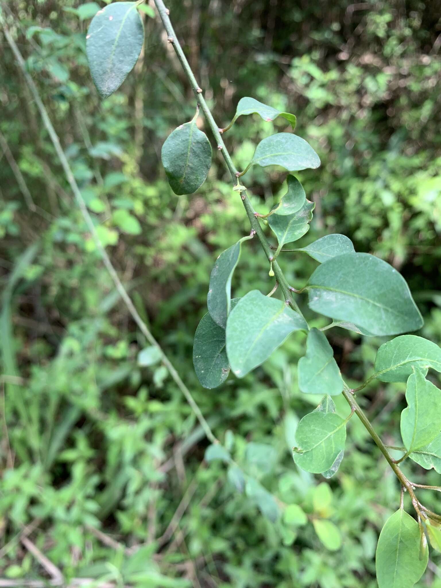 Image of Clutia pulchella var. pulchella