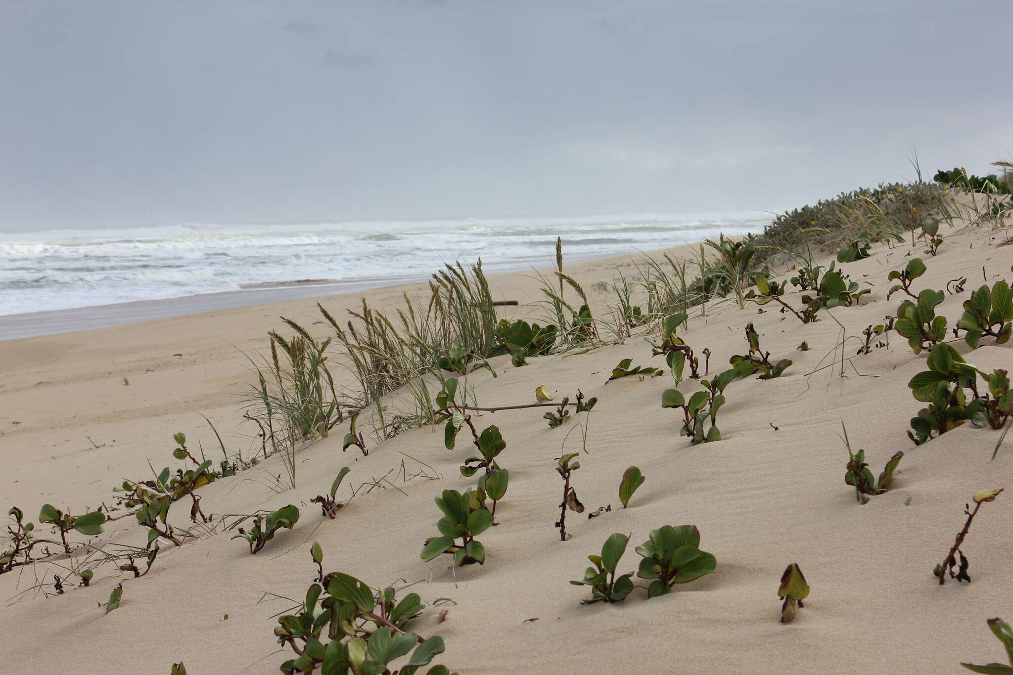 Image of Brazilian bayhops