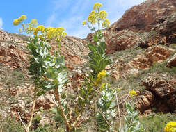 Image of Othonna parviflora L.