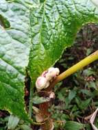 Image of Begonia multangula Blume