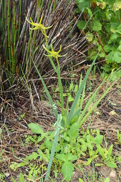 Image of Freesia viridis subsp. viridis