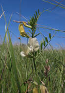 Image of large yellow vetch