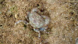 Image of Eriphia scabricula Dana 1852