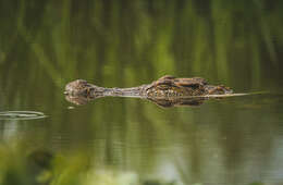 Image of Siamese Crocodile