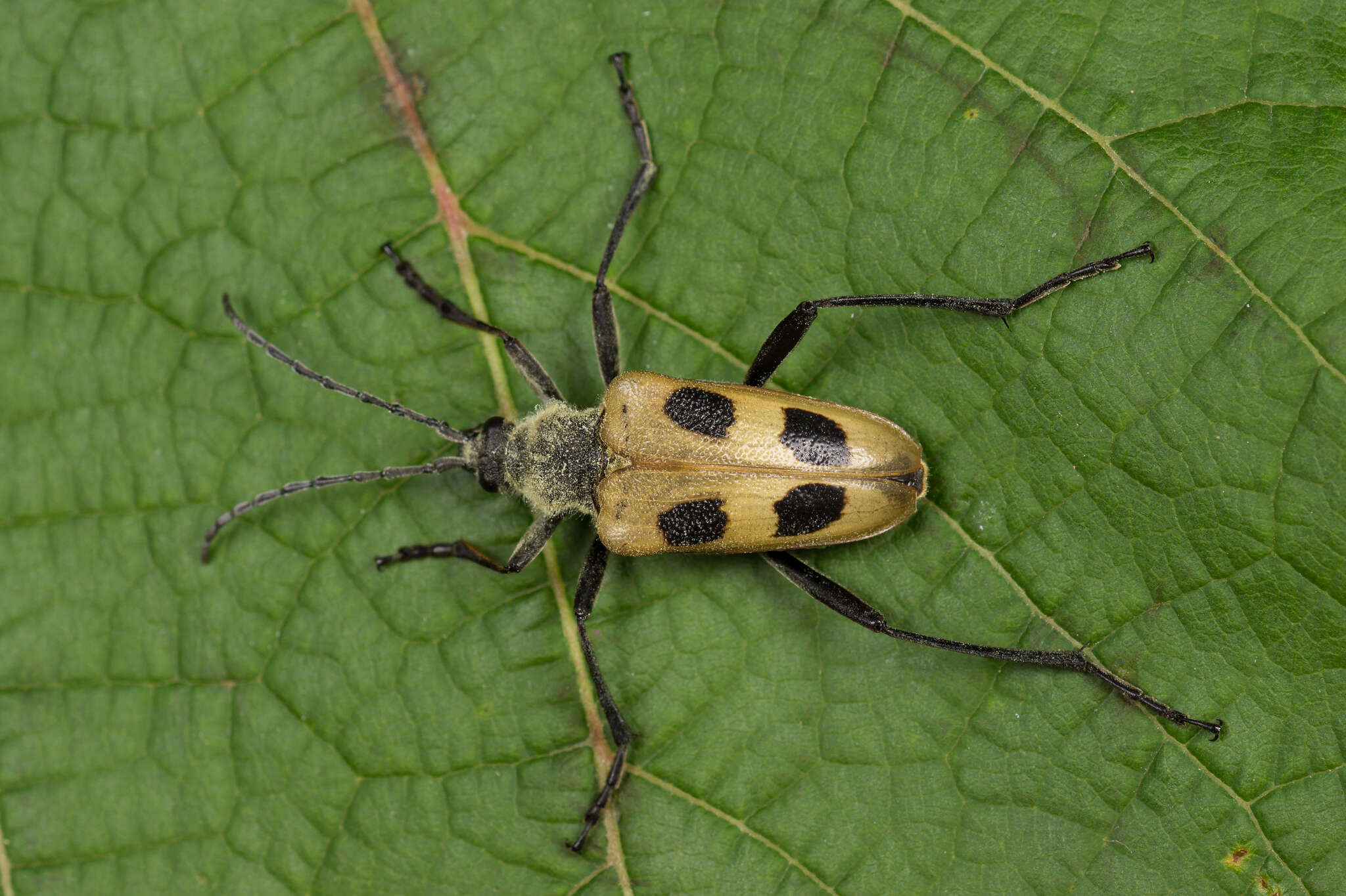 Image of Pachyta quadrimaculata (Linné 1758)