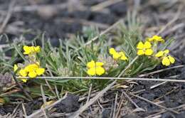 Image de Erysimum bonannianum C. Presl.