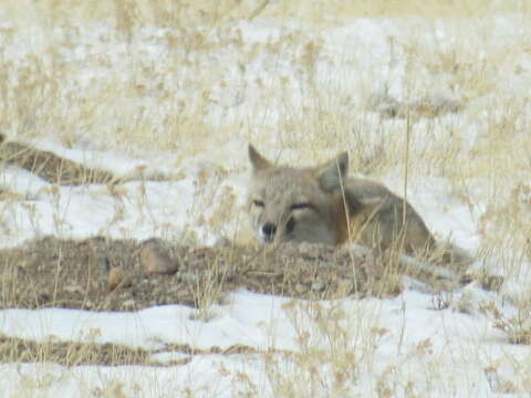 Image of swift fox