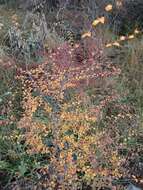 صورة Nothofagus antarctica (G. Forst.) Oerst.