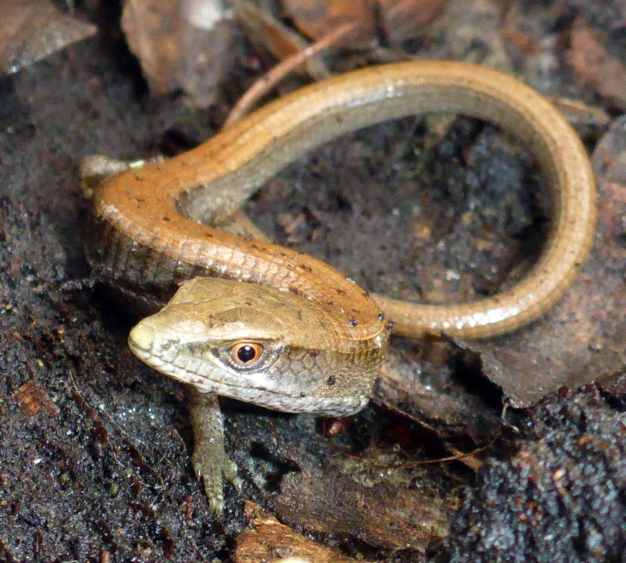 Image of Elgaria multicarinata multicarinata (Blainville 1835)