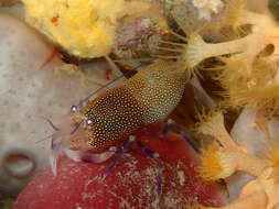 Image of golden-spotted shrimp