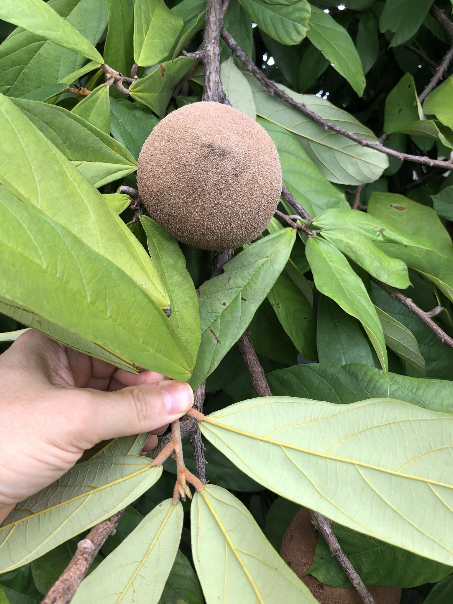 大花可可樹的圖片