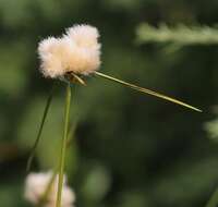 Image of Tawny Cotton-Grass