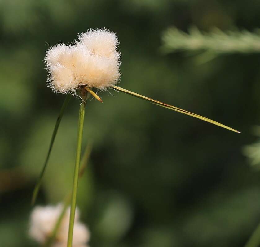 Image of Tawny Cotton-Grass