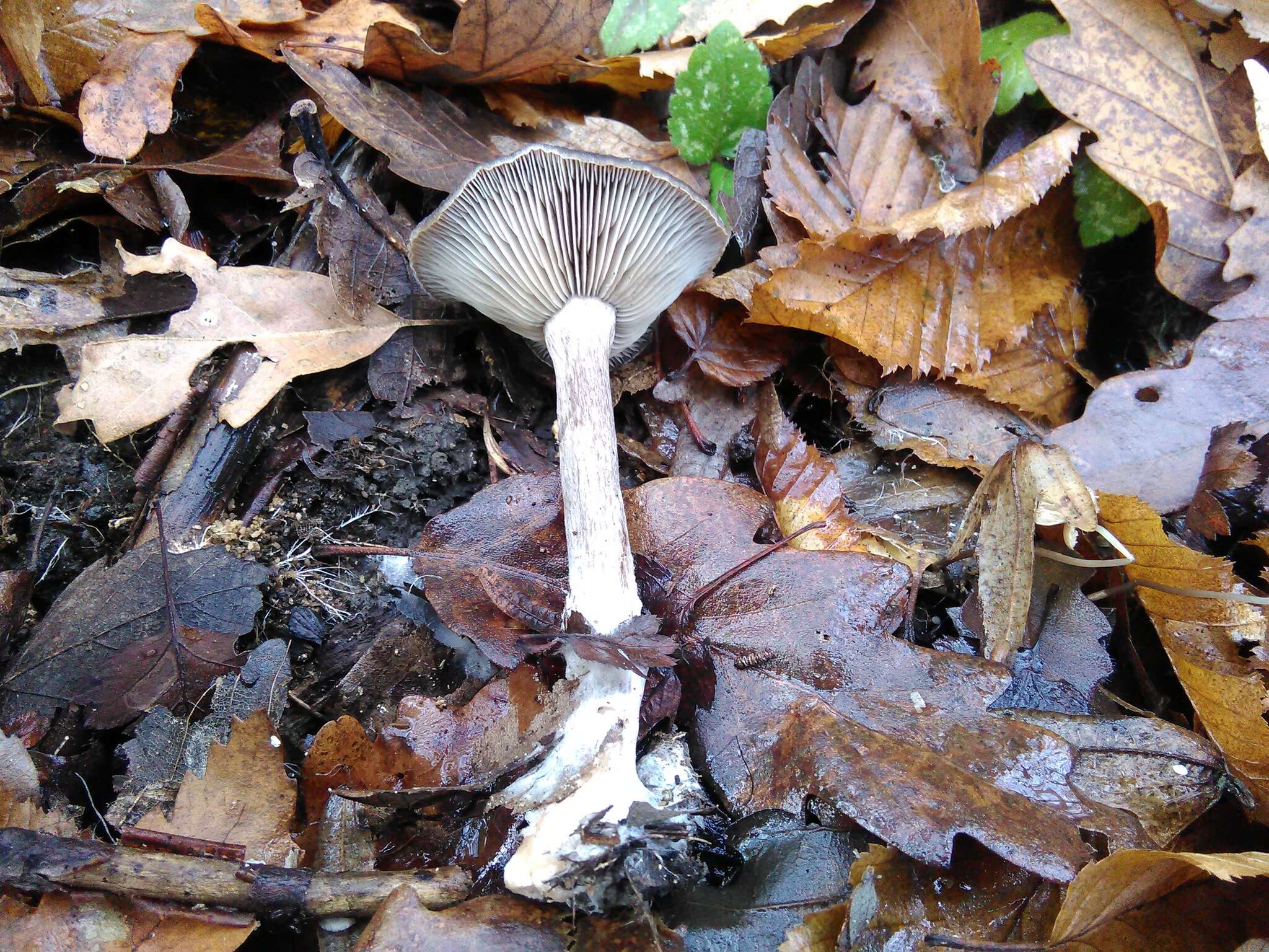 Image of Pseudoclitocybe