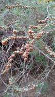 Image of Artemisia alba Turra