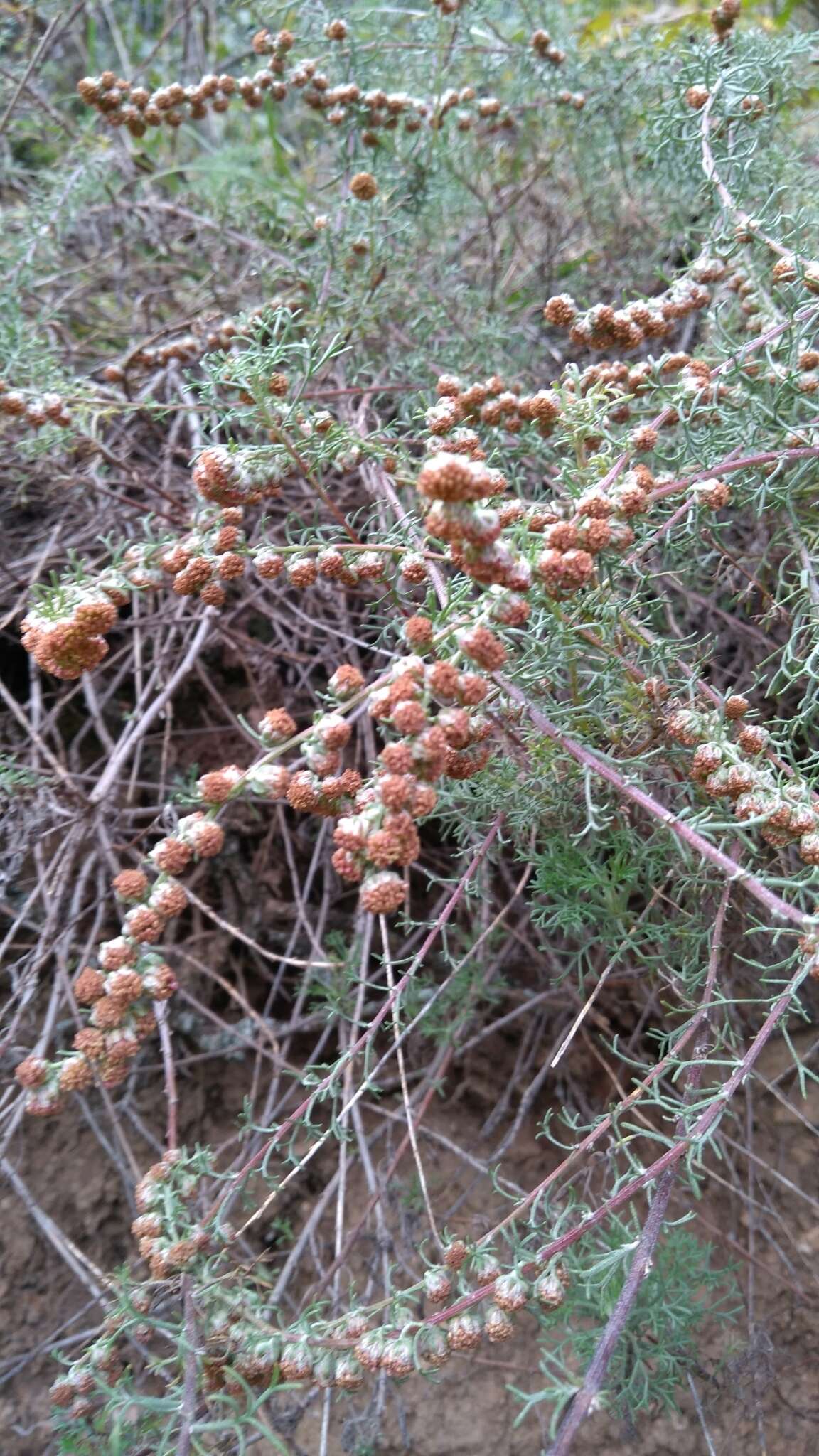 Image of Artemisia alba Turra