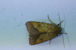 Image of bordered sallow