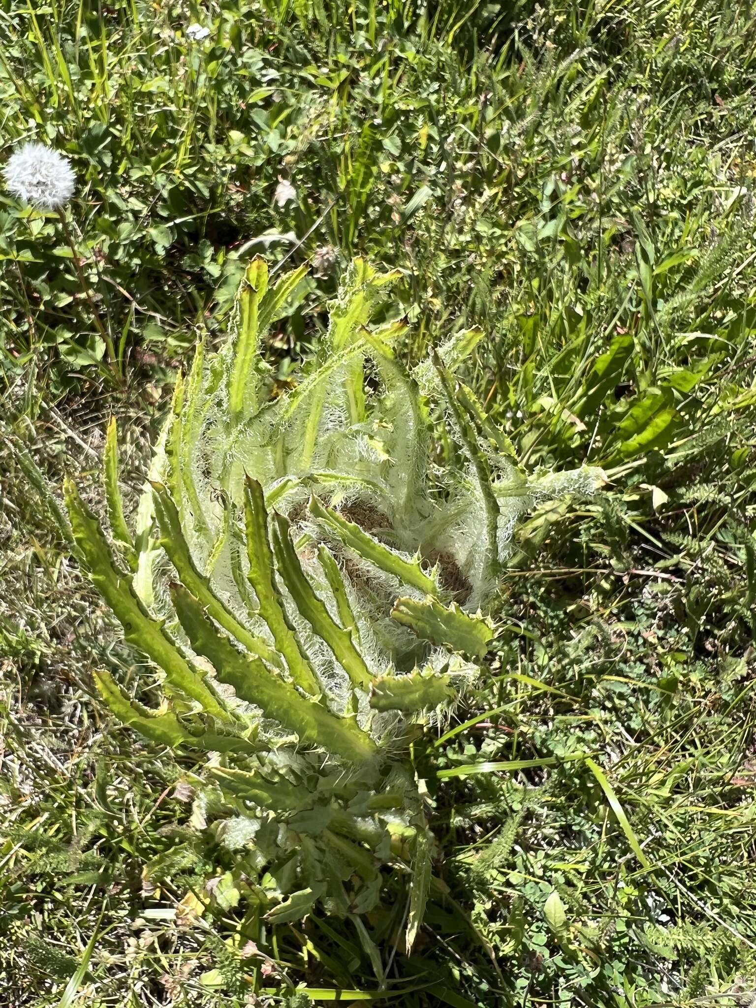 Image of Elk Thistle