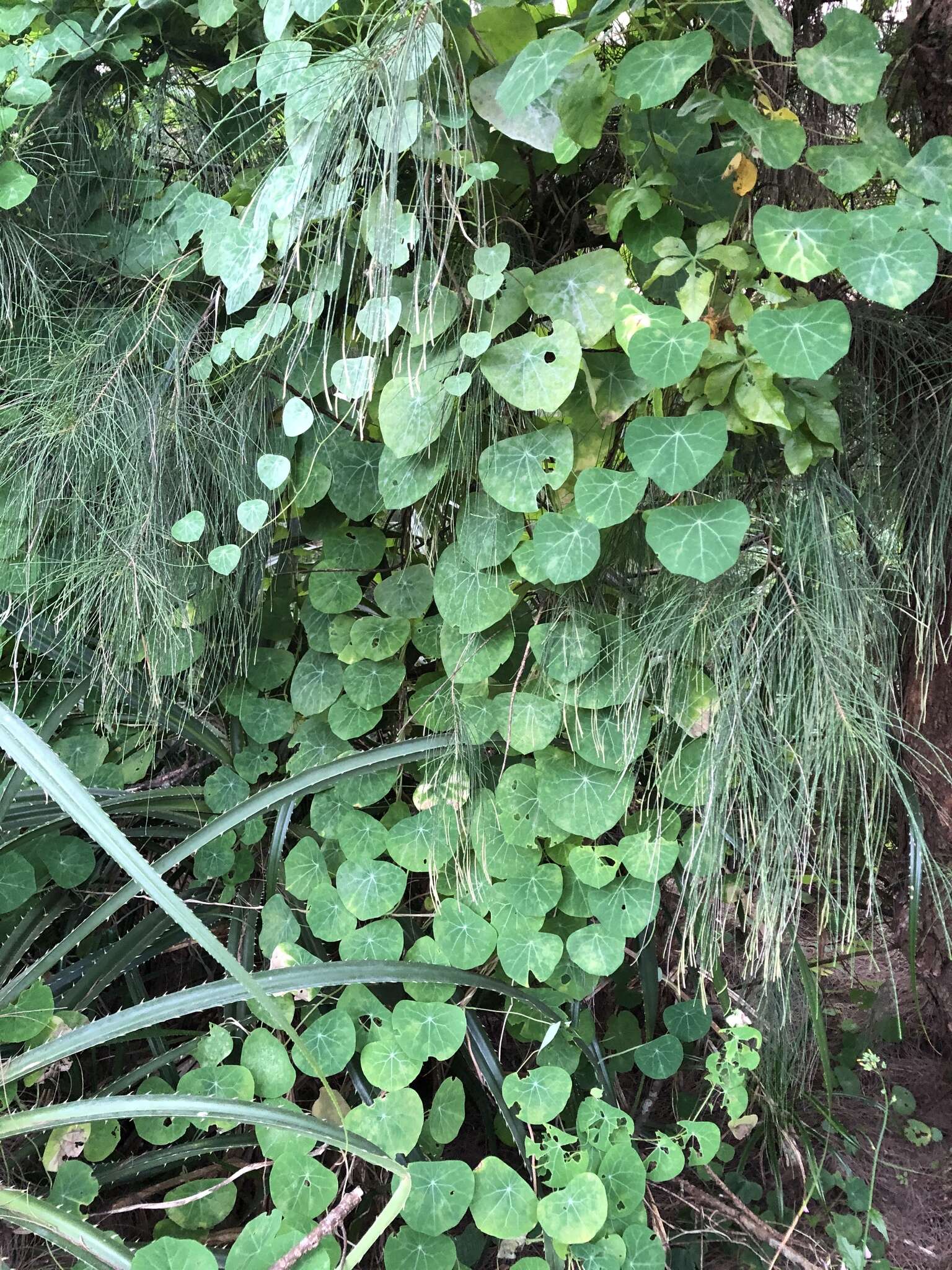 Stephania cephalantha Hayata的圖片