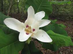 Image of Ashe's Magnolia