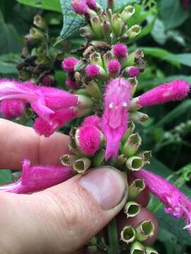 Image of Salvia tortuosa Kunth