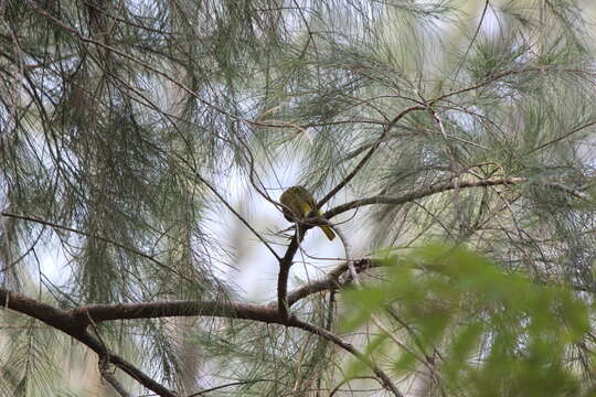 Image of Golden-backed Weaver