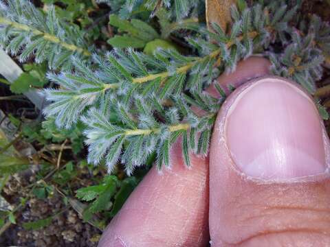 Image of Oxalis massoniana Salter