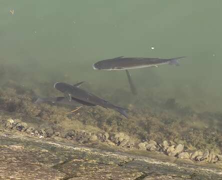 Image of Grey Mullet