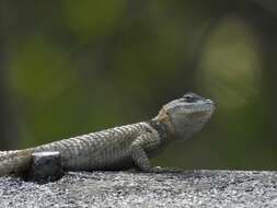 صورة Sceloporus minor cyaneus Treviño-saldaña 1988