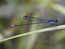 Image of Melanoneura bilineata Fraser 1922