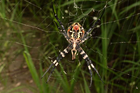 Image of Argiope amoena L. Koch 1878