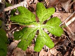 Image of mayapple